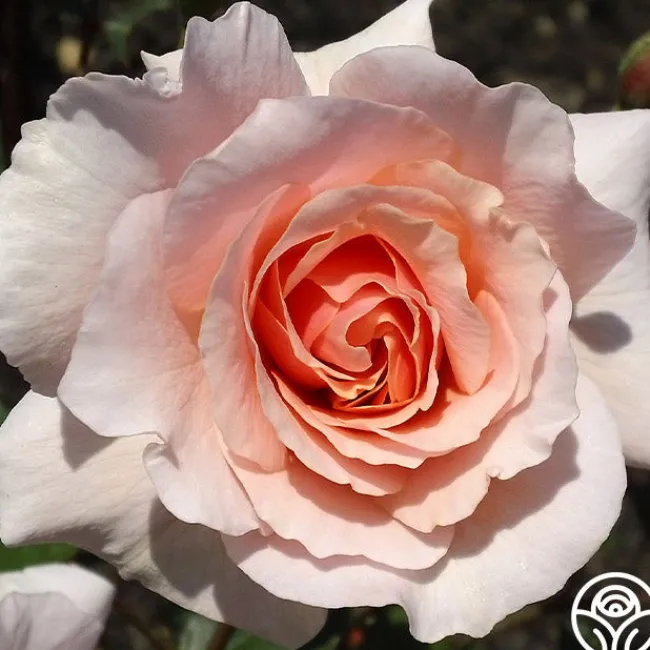 Sweet Sixteen™>Heirloom Roses Outlet