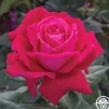 Sweet Spirit™>Heirloom Roses Clearance