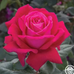 Sweet Spirit™>Heirloom Roses Clearance