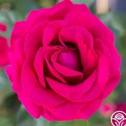 Sweet Spirit™>Heirloom Roses Clearance