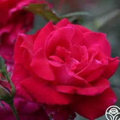 Sweet Spirit™><noscript><img width=