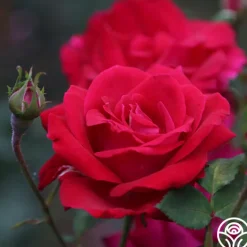Sweet Spirit™><noscript><img width=