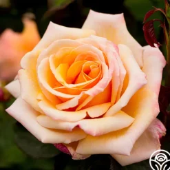 Tahitian Sunset™>Heirloom Roses Outlet