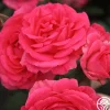 Tahitian Treasure™>Heirloom Roses