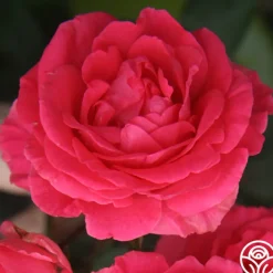 Tahitian Treasure™>Heirloom Roses