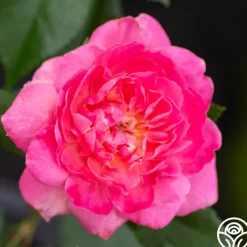 Tahitian Treasure™><noscript><img width=