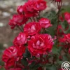 Take It Easy™>Heirloom Roses Hot