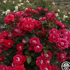 Take It Easy™>Heirloom Roses Hot