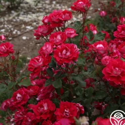 Take It Easy™><noscript><img width=