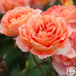 Tangerine Streams™>Heirloom Roses Online