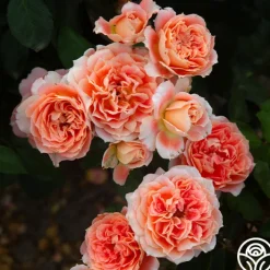 Tangerine Streams™><noscript><img width=