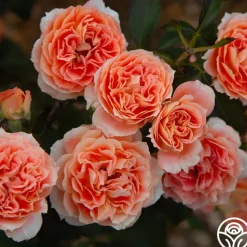 Tangerine Streams™><noscript><img width=