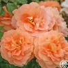 Tatin>Heirloom Roses Sale