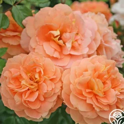 Tatin>Heirloom Roses Sale