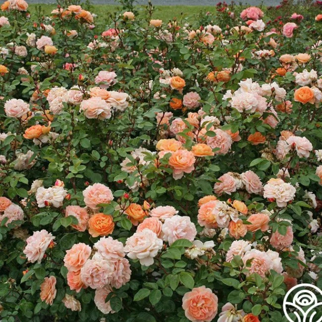 Tatin>Heirloom Roses Sale