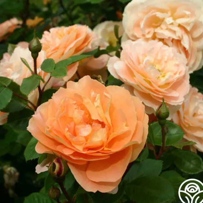 Tatin>Heirloom Roses Sale