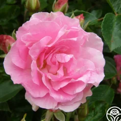 Tausendschon>Heirloom Roses Outlet