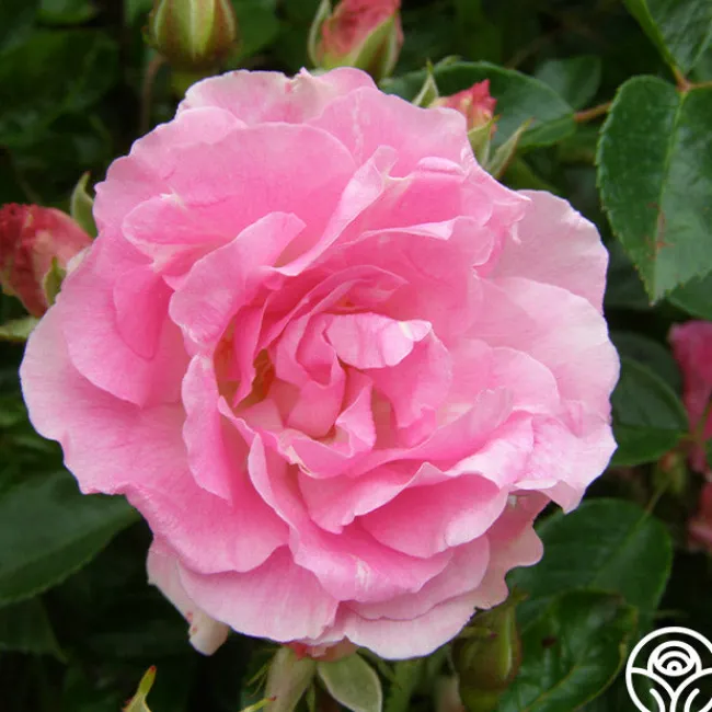 Tausendschon>Heirloom Roses Outlet