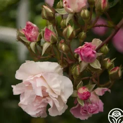 Tausendschon>Heirloom Roses Outlet