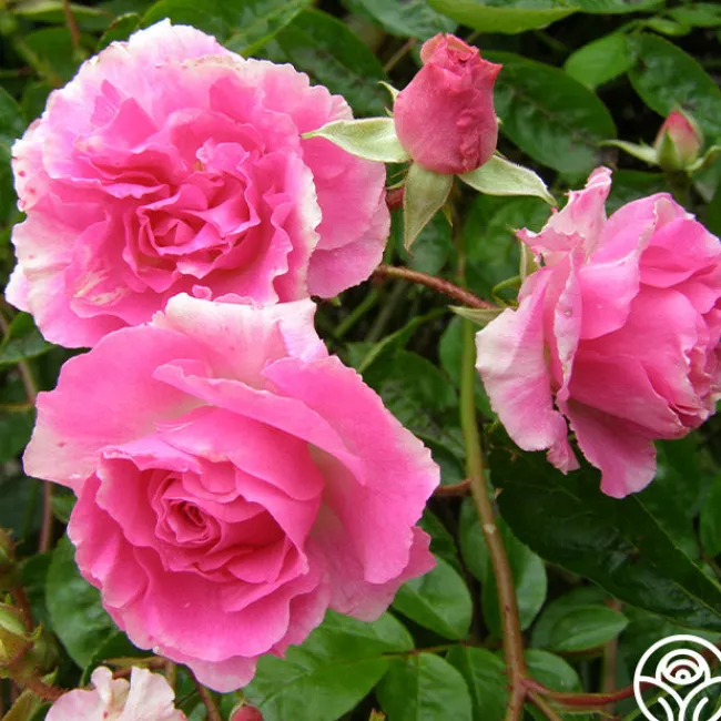 Tausendschon>Heirloom Roses Outlet