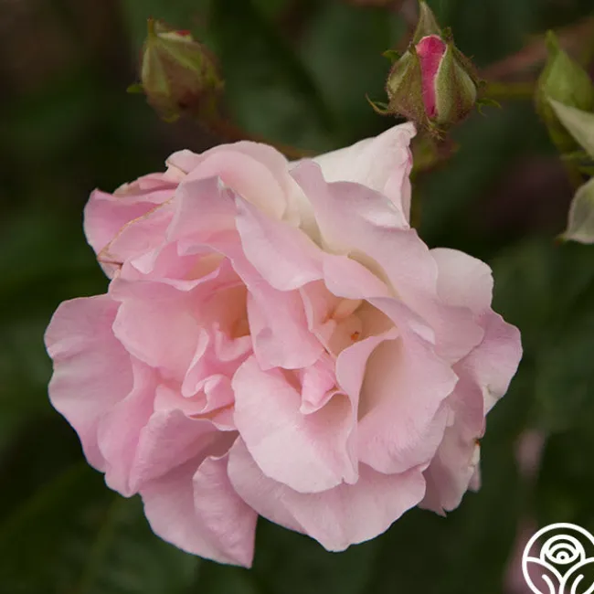 Tausendschon>Heirloom Roses Outlet