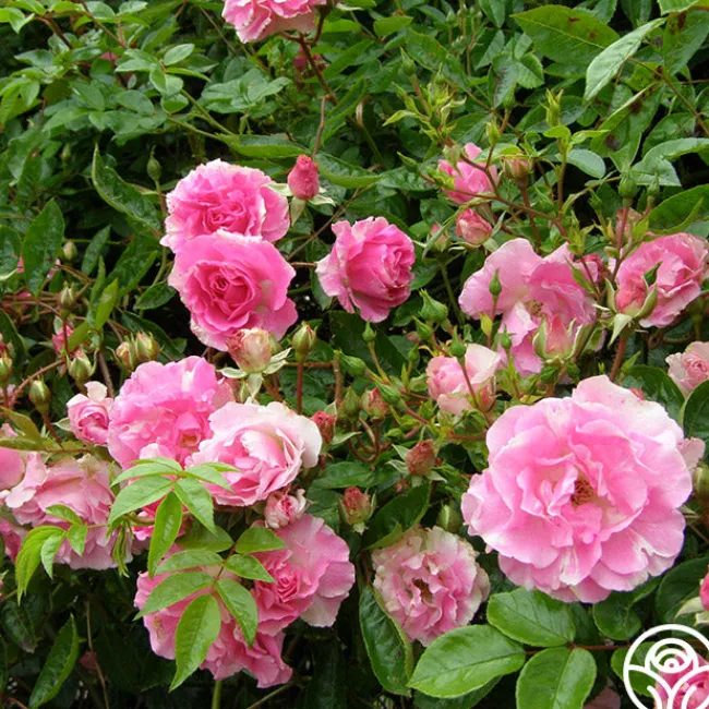 Tausendschon>Heirloom Roses Outlet