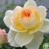Tchaikovski®>Heirloom Roses Clearance