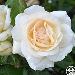 Tchaikovski®><noscript><img width=