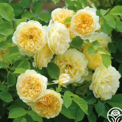 Teasing Georgia™>Heirloom Roses Clearance
