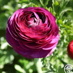 Tecolote Merlot>Heirloom Roses Discount