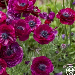Tecolote Purple>Heirloom Roses Clearance