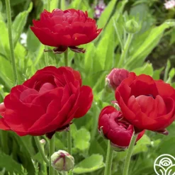 Tecolote Red>Heirloom Roses Sale
