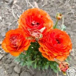 Tecolote Sunset>Heirloom Roses New