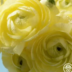 Tecolote Yellow>Heirloom Roses Hot