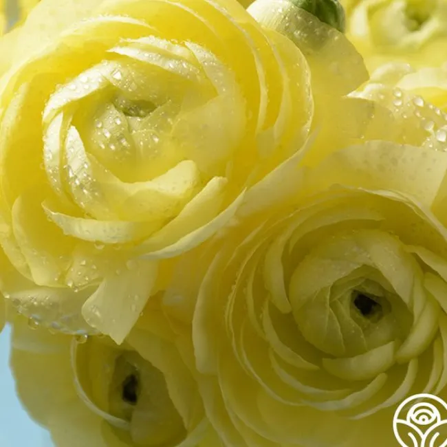 Tecolote Yellow>Heirloom Roses Hot