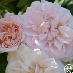 Tender Blush>Heirloom Roses Best