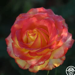 Tequila Sunrise><noscript><img width=