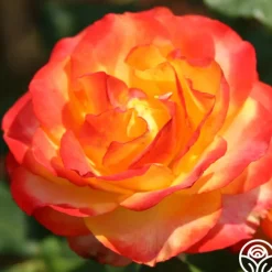 Tequila Sunrise><noscript><img width=