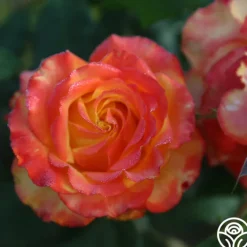 Tequila Sunrise><noscript><img width=
