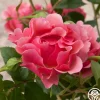 Tequila Supreme™>Heirloom Roses New