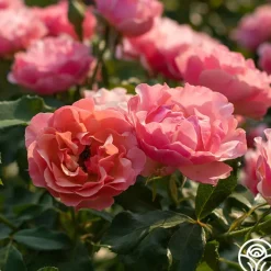 Tequila Supreme™>Heirloom Roses New