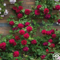 Tess of the d'Urbervilles®>Heirloom Roses Best