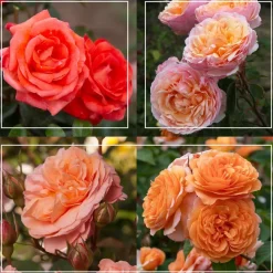 50th Anniversary Clements Collection>Heirloom Roses Best