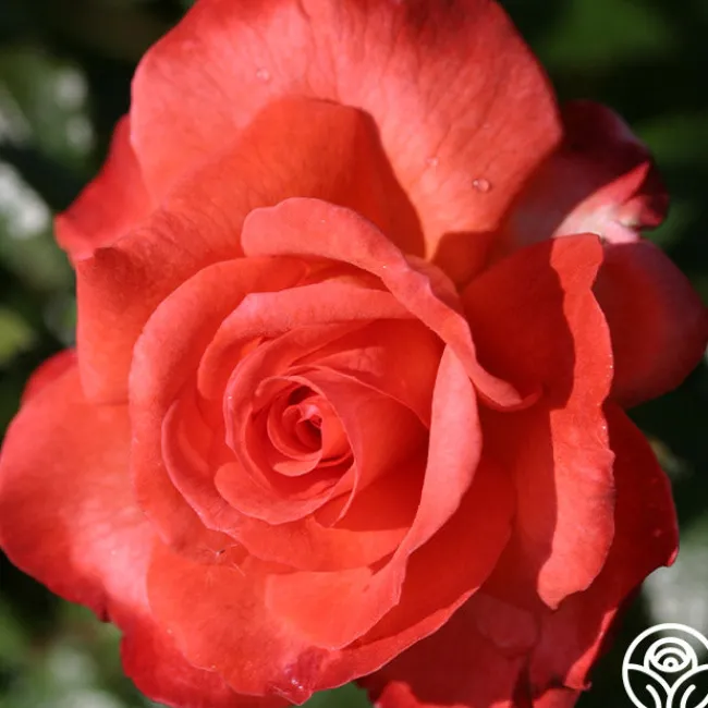 50th Anniversary Clements Collection>Heirloom Roses Best