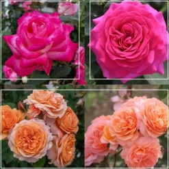 50th Anniversary Founders Collection>Heirloom Roses Clearance