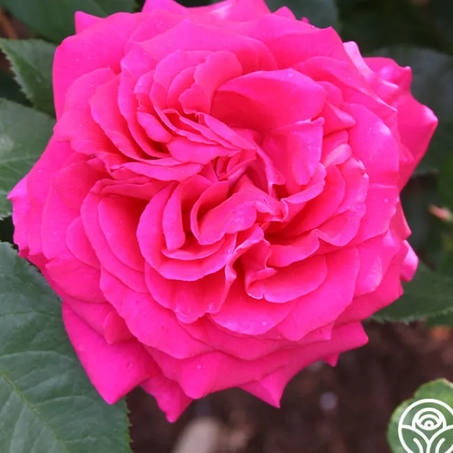 50th Anniversary Founders Collection>Heirloom Roses Clearance
