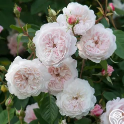 The Albrighton Rambler®>Heirloom Roses Sale