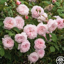 The Albrighton Rambler®>Heirloom Roses Sale