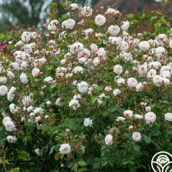 The Albrighton Rambler®><noscript><img width=
