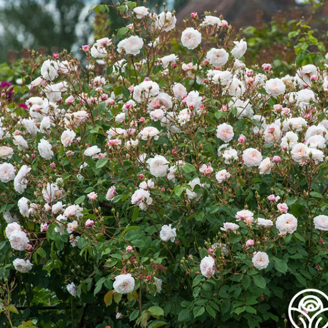 The Albrighton Rambler®>Heirloom Roses Sale
